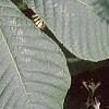 Aesculus parviflora, leaves
