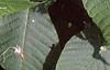 Aesculus parviflora, leaves