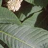 Aesculus parviflora, leaves