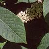 Aesculus parviflora, leaves