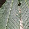 Aesculus parviflora, leaves