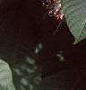 Aesculus parviflora, leaves