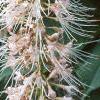 Aesculus parviflora, flowers