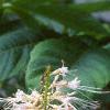 Aesculus parviflora, flowers