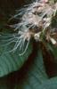 Aesculus parviflora, flowers