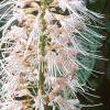 Aesculus parviflora, flowers