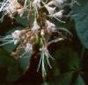Aesculus parviflora, flowers
