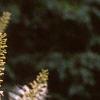 Aesculus parviflora, flowers