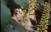 Aesculus parviflora, flowers