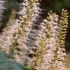 Aesculus parviflora, flowers