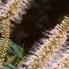 Aesculus parviflora, flowers