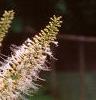 Aesculus parviflora, flowers