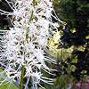 Aesculus parviflora, flowers