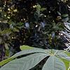 Aesculus parviflora, flowers
