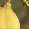 Aesculus parviflora, fruit