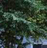 Aesculus parviflora var. serotina 'Rogers', habit