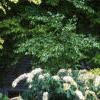 Aesculus parviflora var. serotina 'Rogers', habit
