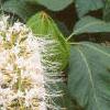 Aesculus parviflora var. serotina 'Rogers', flowers