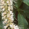 Aesculus parviflora var. serotina 'Rogers', flowers