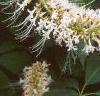 Aesculus parviflora var. serotina 'Rogers', flowers
