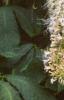 Aesculus parviflora var. serotina 'Rogers', flowers