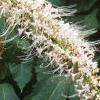 Aesculus parviflora var. serotina 'Rogers', flowers