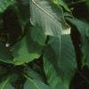 Aesculus parviflora var. serotina 'Rogers', flowers