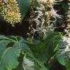 Aesculus parviflora var. serotina 'Rogers', flowers