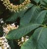Aesculus parviflora var. serotina 'Rogers', flowers