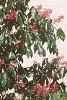 Aesculus pavia, habit