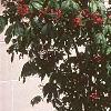 Aesculus pavia, habit