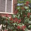 Aesculus pavia, habit