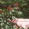 Aesculus pavia, habit