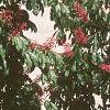 Aesculus pavia, habit