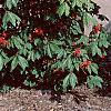Aesculus pavia, habit