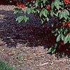 Aesculus pavia, habit