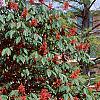 Aesculus pavia, habit