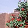 Aesculus pavia, habit