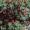 Aesculus pavia, habit