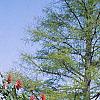 Aesculus pavia, habit