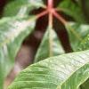Aesculus pavia, leaves
