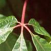Aesculus pavia, leaves