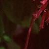 Aesculus pavia, leaves