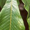 Aesculus pavia, leaves
