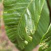 Aesculus pavia, leaves