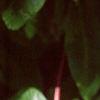 Aesculus pavia, leaves