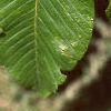 Aesculus pavia, leaves