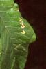 Aesculus pavia, leaves