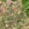 Aesculus pavia, leaves