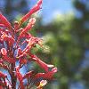 Aesculus pavia, flowers